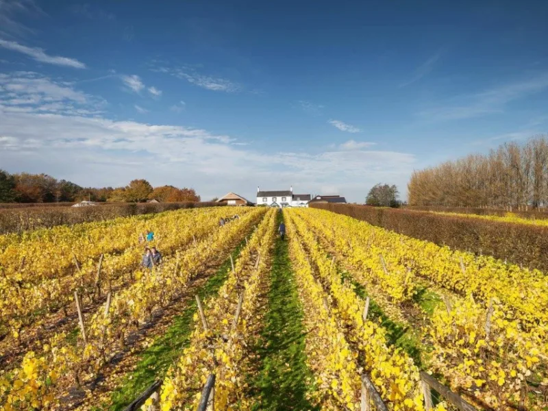 Llanerch Vineyard: A vine place for some r’n’r