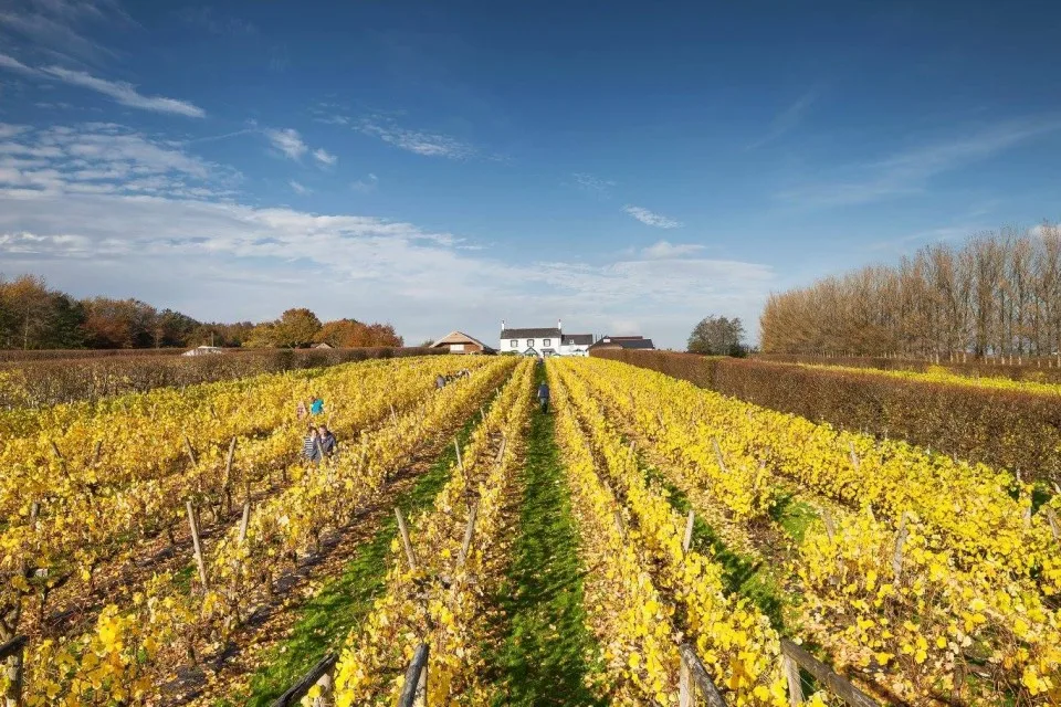 Llanerch Vineyard: A vine place for some r’n’r